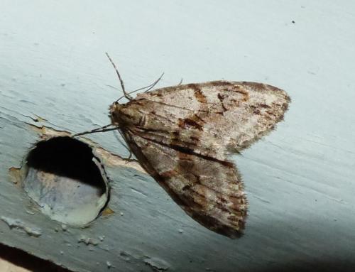 Réf. 201 431 : Trichopteryx polycommata